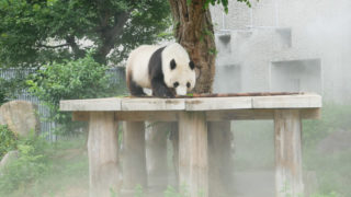 王子動物園のパンダ